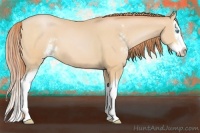 Horse Color:Buckskin Pearl Sabino Splash 