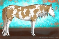 Horse Color:White Spotted Red Dun Splash 