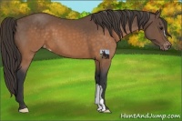 Horse Color:Buckskin Varnish