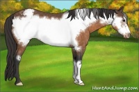 Horse Color:Buckskin Frame Appaloosa 