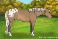 Horse Color:Silver Buckskin Appaloosa