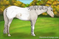 Horse Color:Chocolate Palomino Dun Appaloosa 