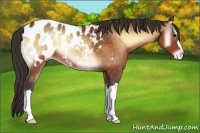 Horse Color:Buckskin Onyx Near Leopard 