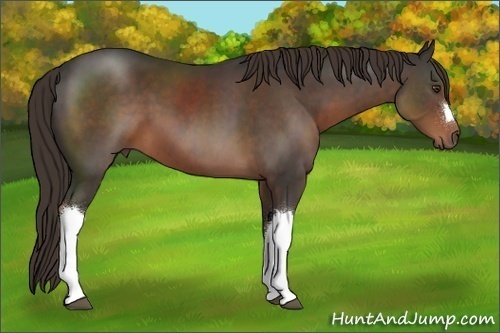 Horse Color:Liver Chestnut