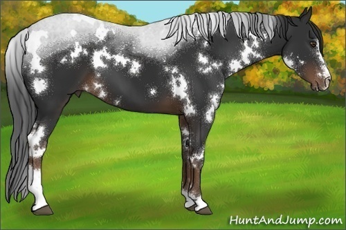 Horse Color:White Spotted Liver Chestnut Sabino 