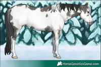 Horse Color:Grullo Sabino Frame Rabicano 