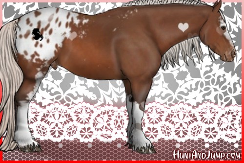 Horse Color:White Spotted Silver Bay Appaloosa 