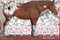Horse Color:White Spotted Silver Bay Appaloosa 