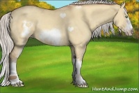 Horse Color:White Spotted Silver Sable Champagne Dun Splash Frame 