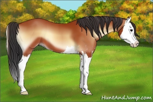 Horse Color:Bay Onyx Sabino Splash