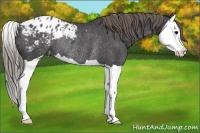 Horse Color:Smoky Black Splash Appaloosa Rabicano 