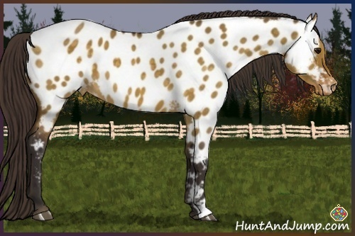 Horse Color:Buckskin Dun Near Leopard 