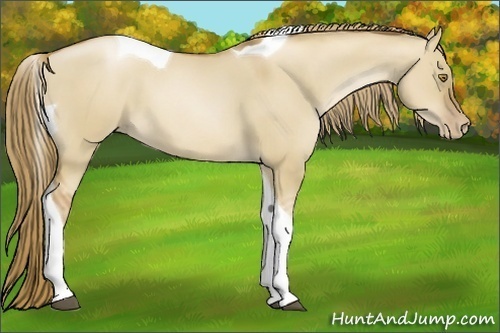 Horse Color:Liver Red Dun Pearl Tobiano 