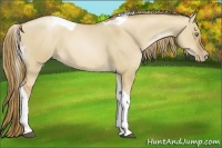 Horse Color:Liver Red Dun Pearl Tobiano 