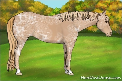 Horse Color:Chestnut Ice Appaloosa 