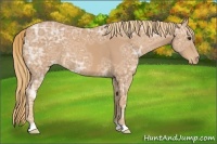 Horse Color:Chestnut Ice Appaloosa 