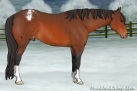 Horse Color:Bay Appaloosa 