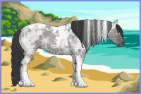 Horse Color:Grullo Ice Roan Tobiano