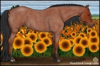 Horse Color:Bay Roan 