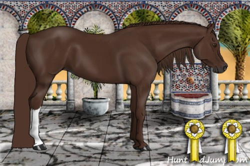 Horse Color:Gray Chestnut 