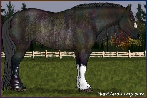 Horse Color:Midnight Brown Dun Rabicano and Midnight Brown Dun Rabicano