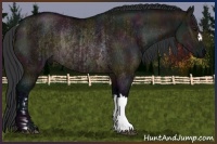 Horse Color:Midnight Brown Dun Rabicano and Midnight Brown Dun Rabicano