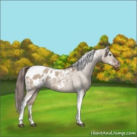 Horse Color:White Spotted Liver Red Dun Tobiano Appaloosa 