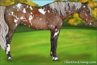 Horse Color:White Spotted Silver Brown Appaloosa 