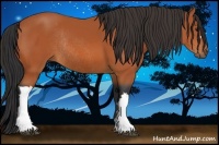 Horse Color:Bay Rabicano 