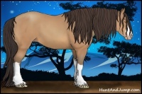 Horse Color:Amber Champagne 