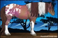Horse Color:Classic Champagne Tobiano Appaloosa 