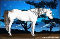 Horse Color:White Spotted Liver Red Dun Splash 