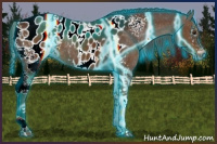 Horse Color:Gray Thunderstruck White Spotted Chestnut Appaloosa Rabicano