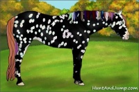 Horse Color:Painted Gold Champagne Dun Tobiano Appaloosa Rabicano 
