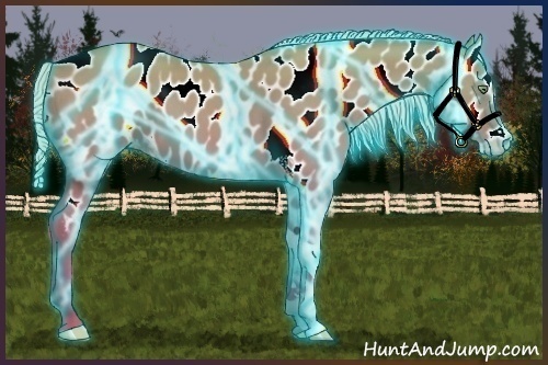 Horse Color:Thunderstruck Silver Amber Champagne Tobiano Appaloosa Rabicano
