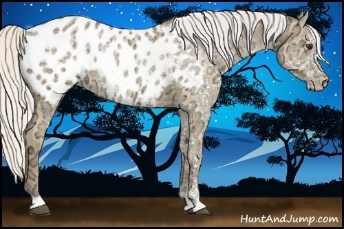 Horse Color:Silver Buckskin Ice Sabino Appaloosa Rabicano