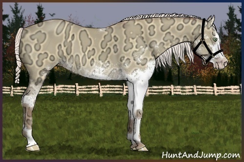 Horse Color:White Spotted Silver Amber Champagne Ice Dun Rabicano 