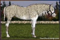 Horse Color:White Spotted Silver Amber Champagne Ice Dun Rabicano 