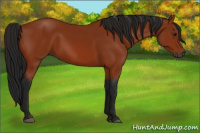 Horse Color:Gray Bay 