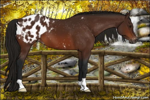 Horse Color:Gray Bay Appaloosa