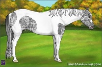 Horse Color:Black Ice Tobiano
