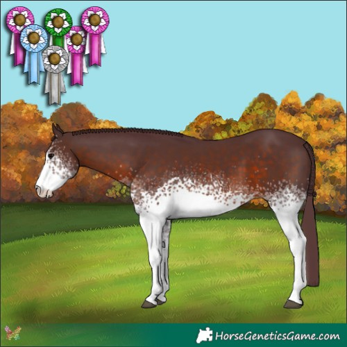 Horse Color:White Spotted Chocolate Brown