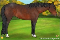 Horse Color:Brown 