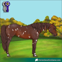 Horse Color:White Spotted Chocolate Brown 