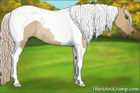 Horse Color:Palomino Dun Tobiano Rabicano