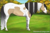 Horse Color:Bay Dun Splash Tobiano