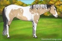 Horse Color:White Spotted Bay Dun Splash Tobiano