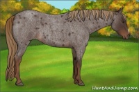 Horse Color:Liver Red Roan 