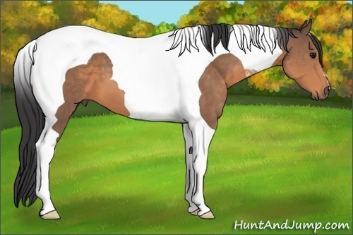 Horse Color:Buckskin Tobiano 
