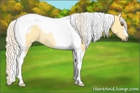 Horse Color:Palomino Dun Tobiano Rabicano